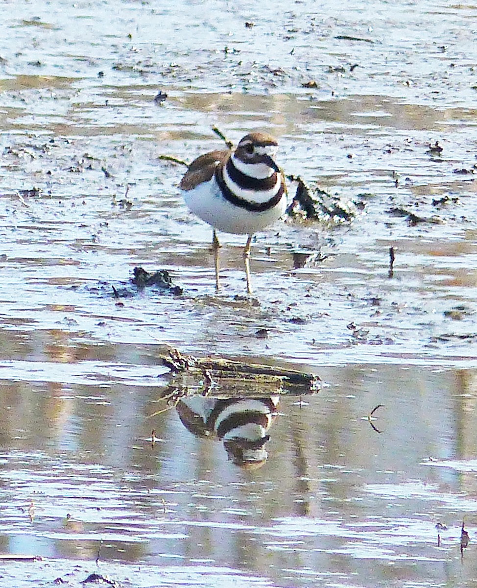 Killdeer - ML88804681