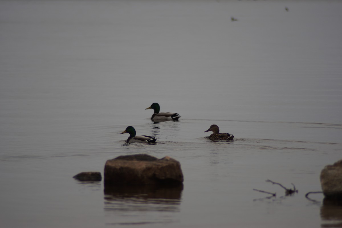 Mallard - ML88805991