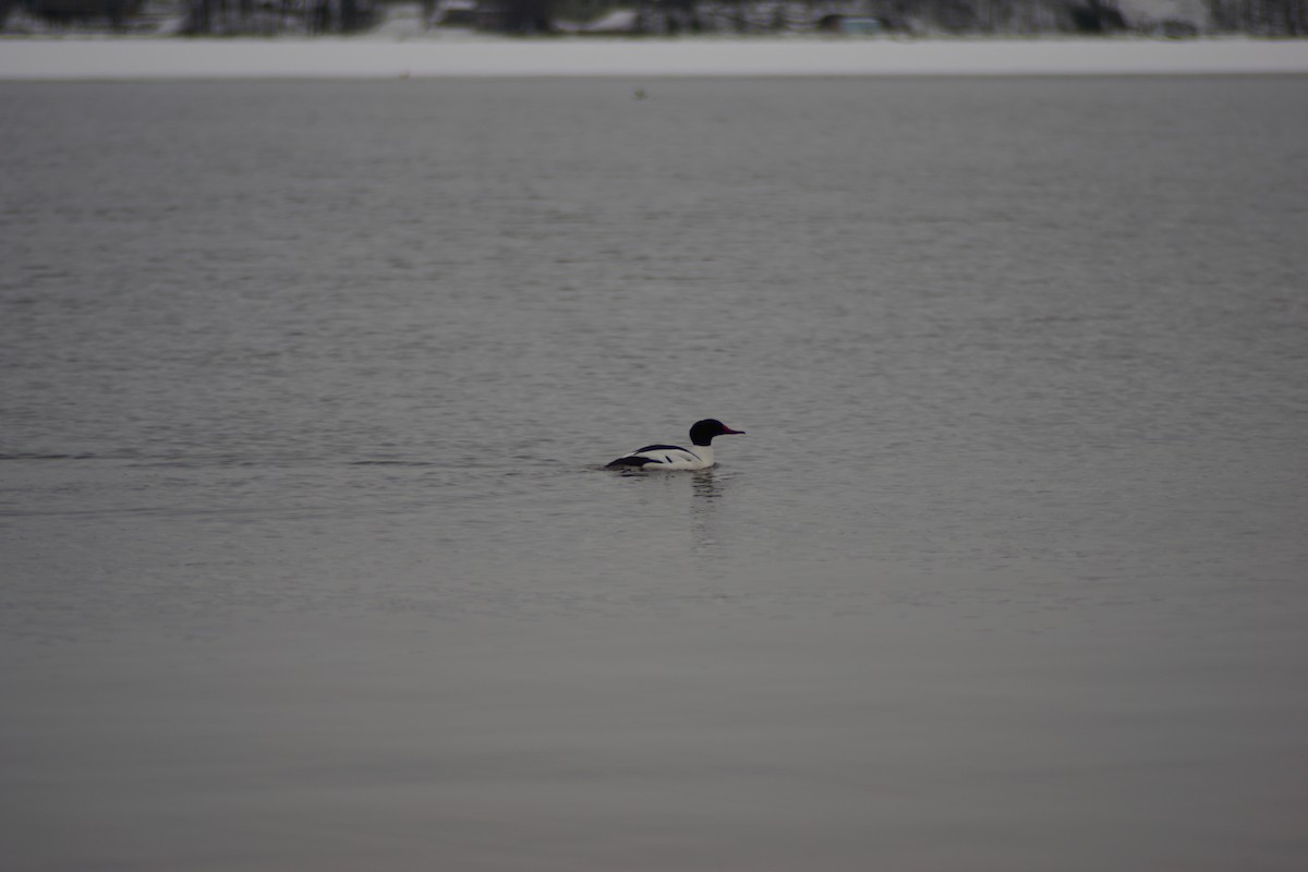 Common Merganser - ML88806141