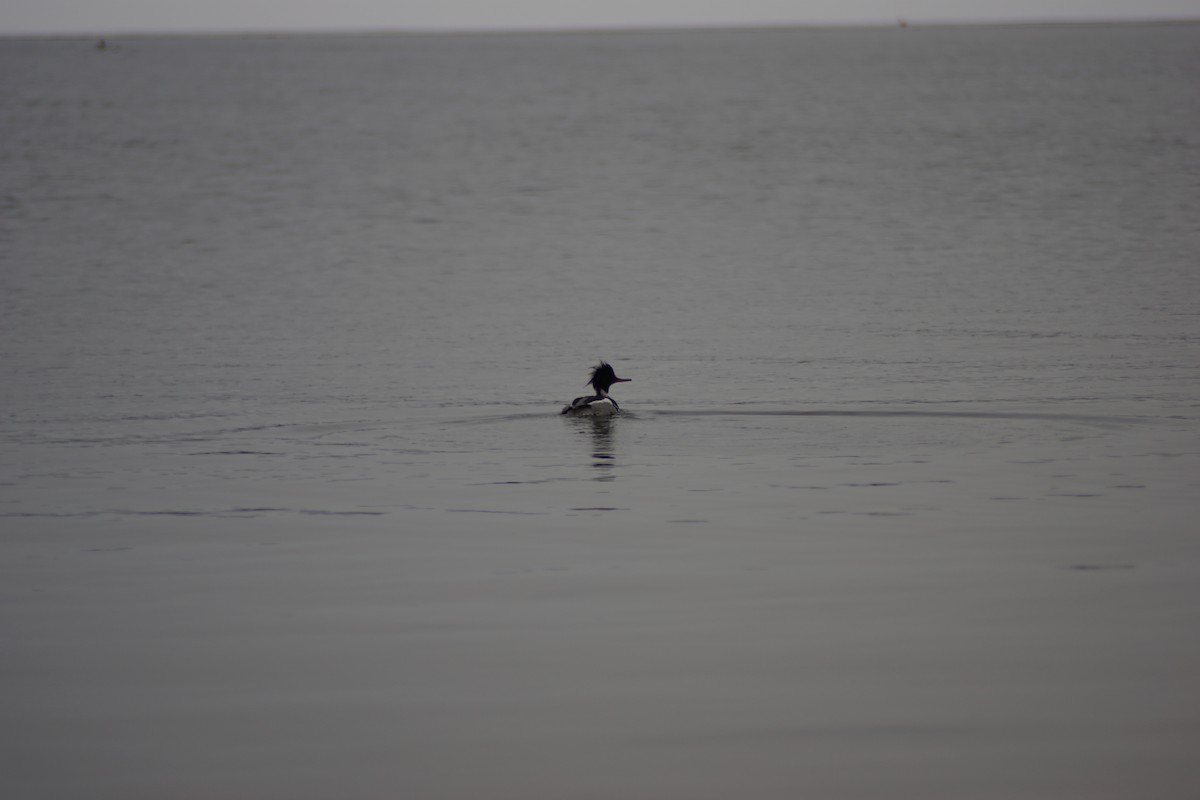 Red-breasted Merganser - ML88806221