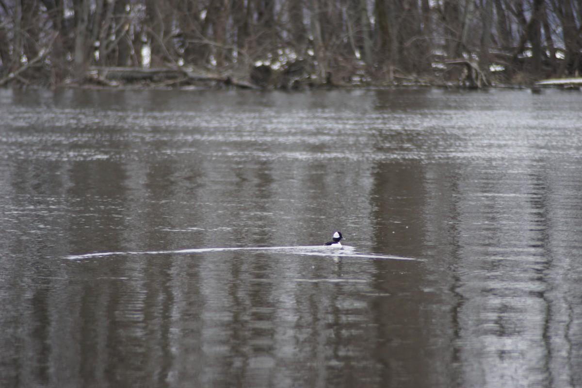 Bufflehead - ML88806241
