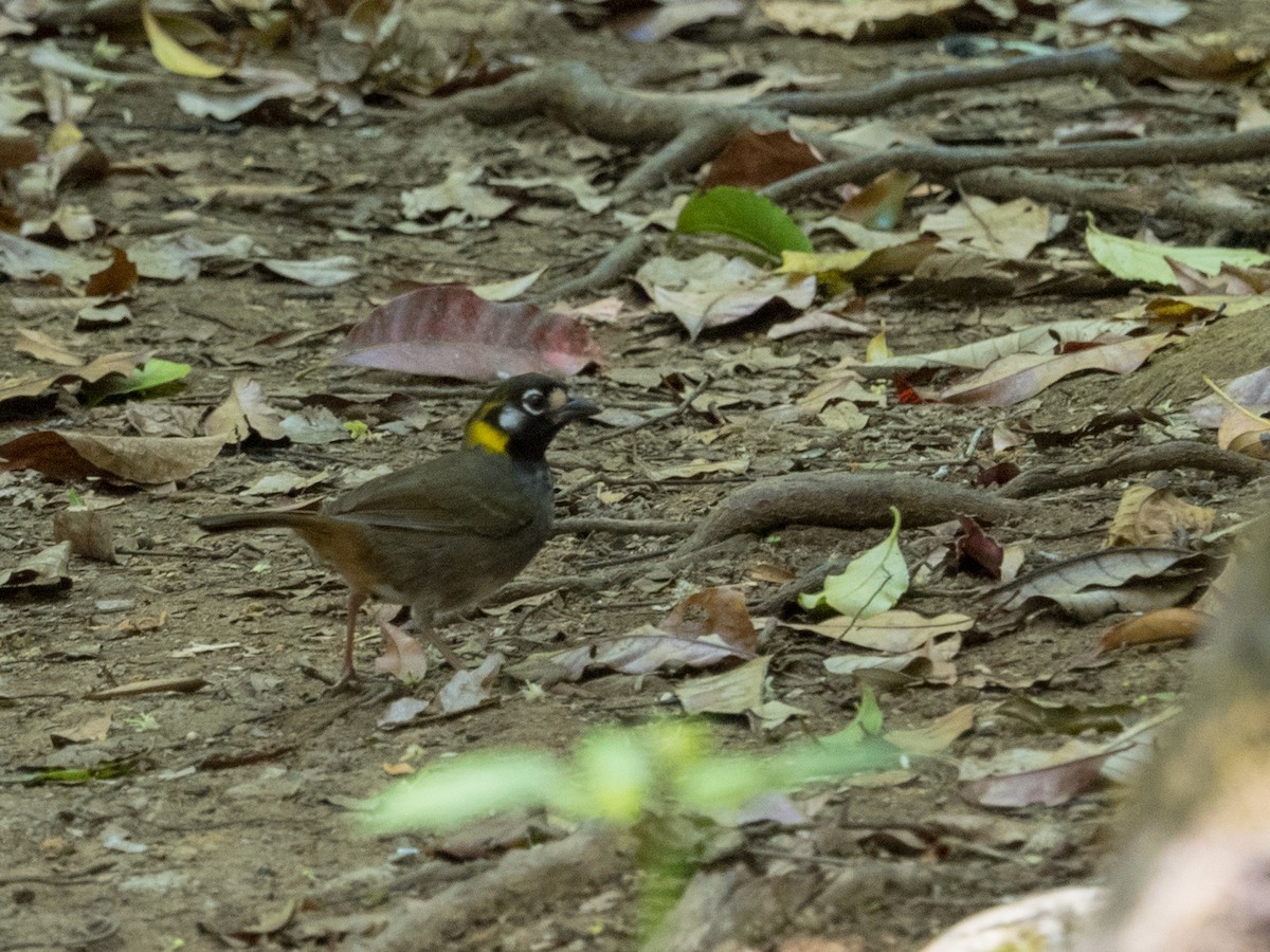 White-eared Ground-Sparrow - ML88806911