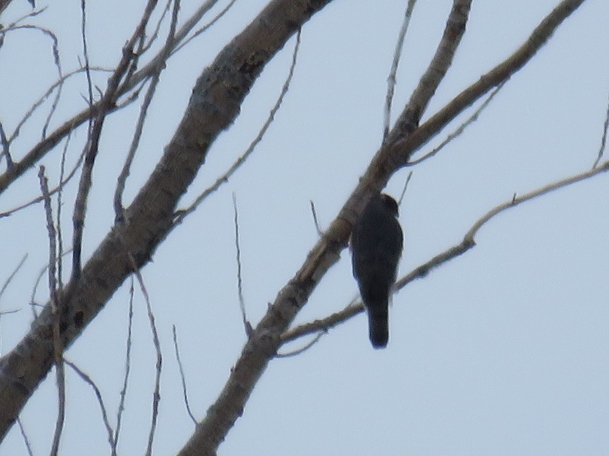 Cooper's Hawk - ML88807031