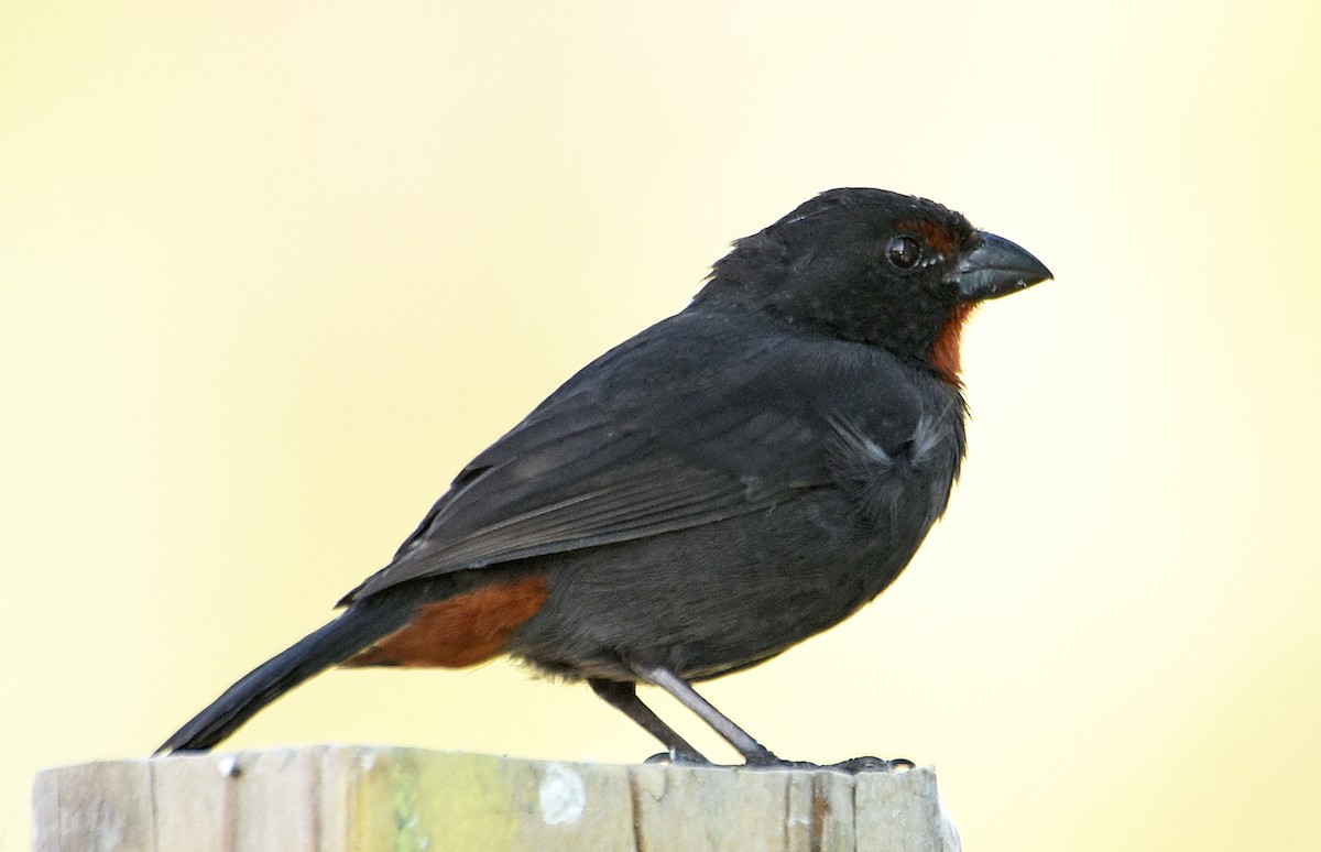 Lesser Antillean Bullfinch - Steven Mlodinow