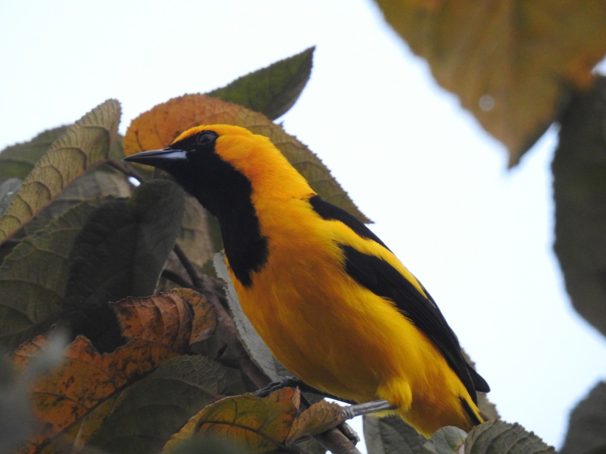 Yellow-tailed Oriole - ML88810151