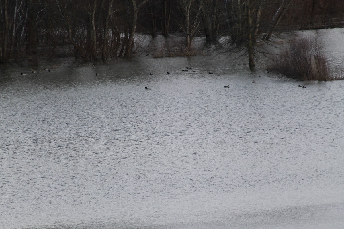 Wood Duck - ML88811901