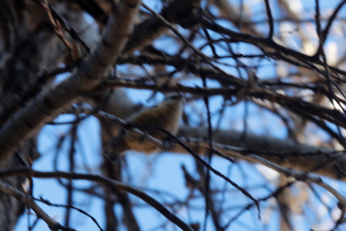 Red-breasted Nuthatch - ML88814241