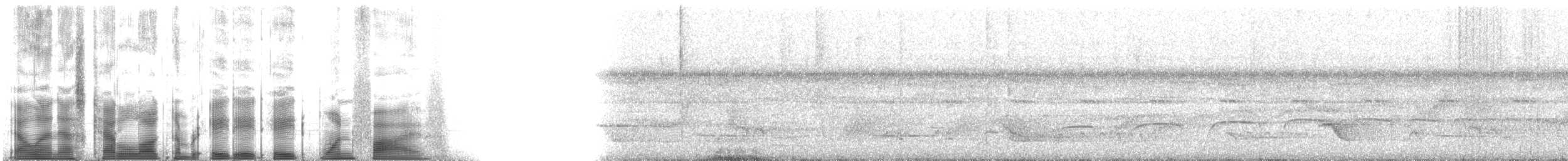 Мурав’янка-куцохвіст велика (підвид griseiventris) - ML88815