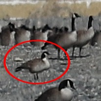 Cackling Goose - ML88815191