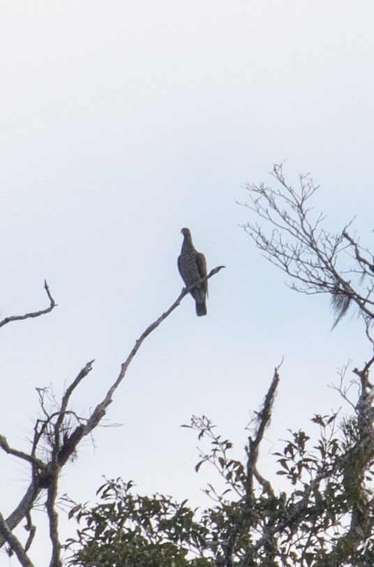 Pigeon ramiret - ML88816391