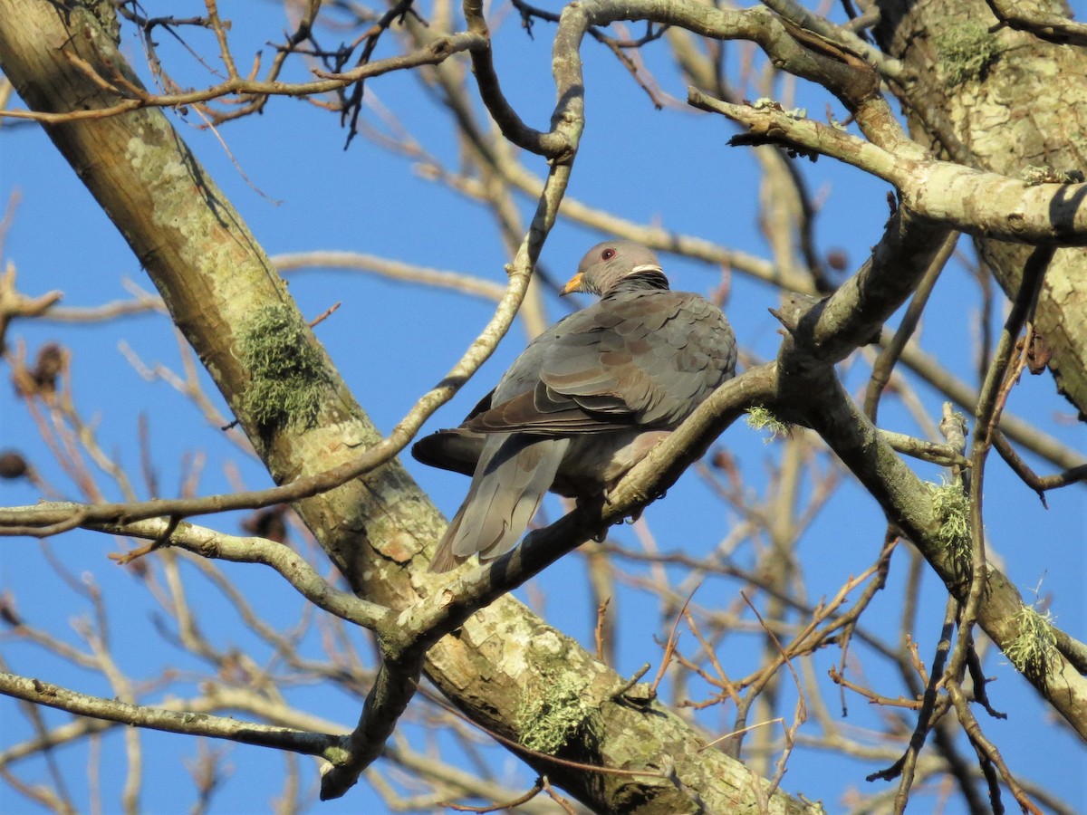 Band-tailed Pigeon - ML88817261