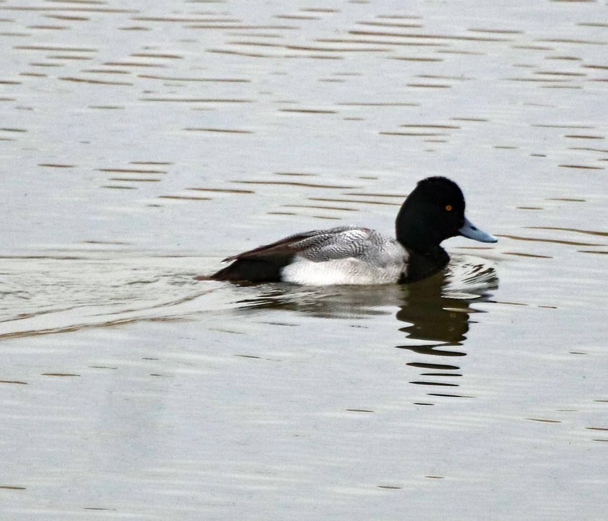 Lesser Scaup - ML88817471