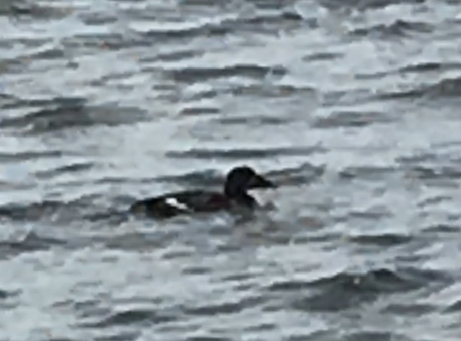 White-winged Scoter - ML88817641