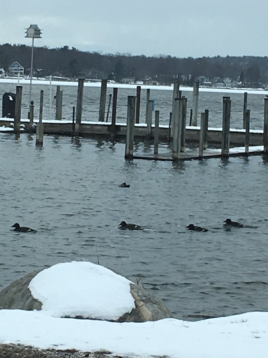 White-winged Scoter - ML88817751