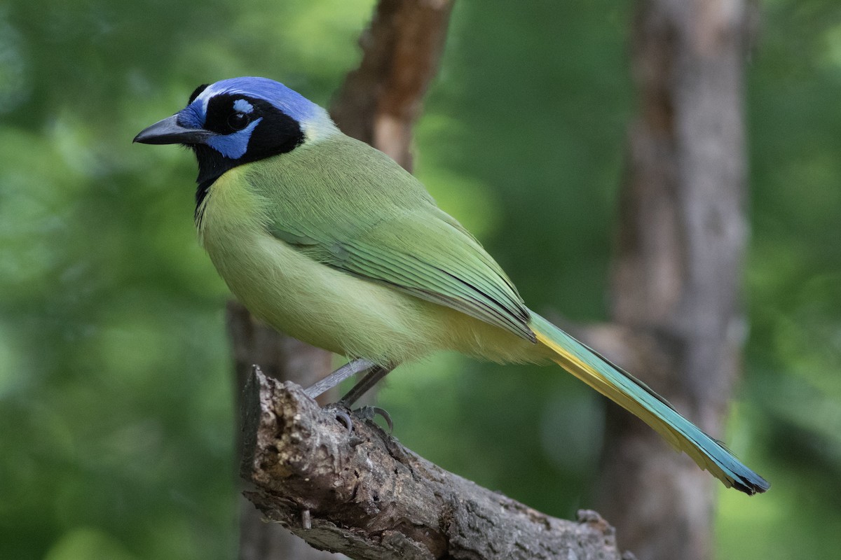 Green Jay - ML88818551