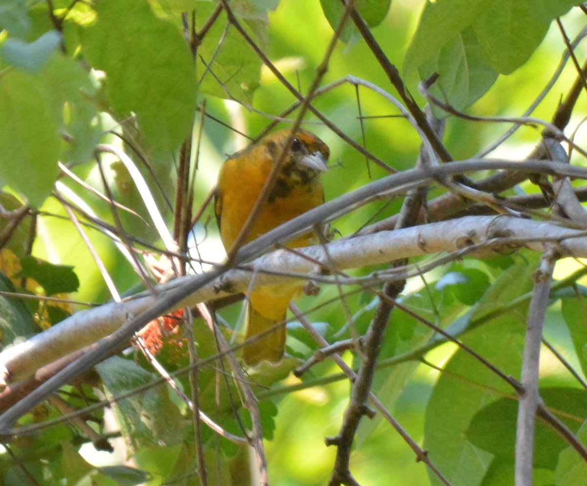 Orchard Oriole - ML88819021