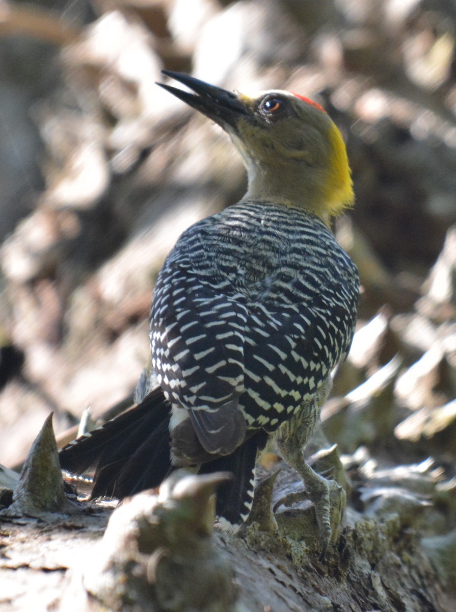 Hoffmann's Woodpecker - ML88819241