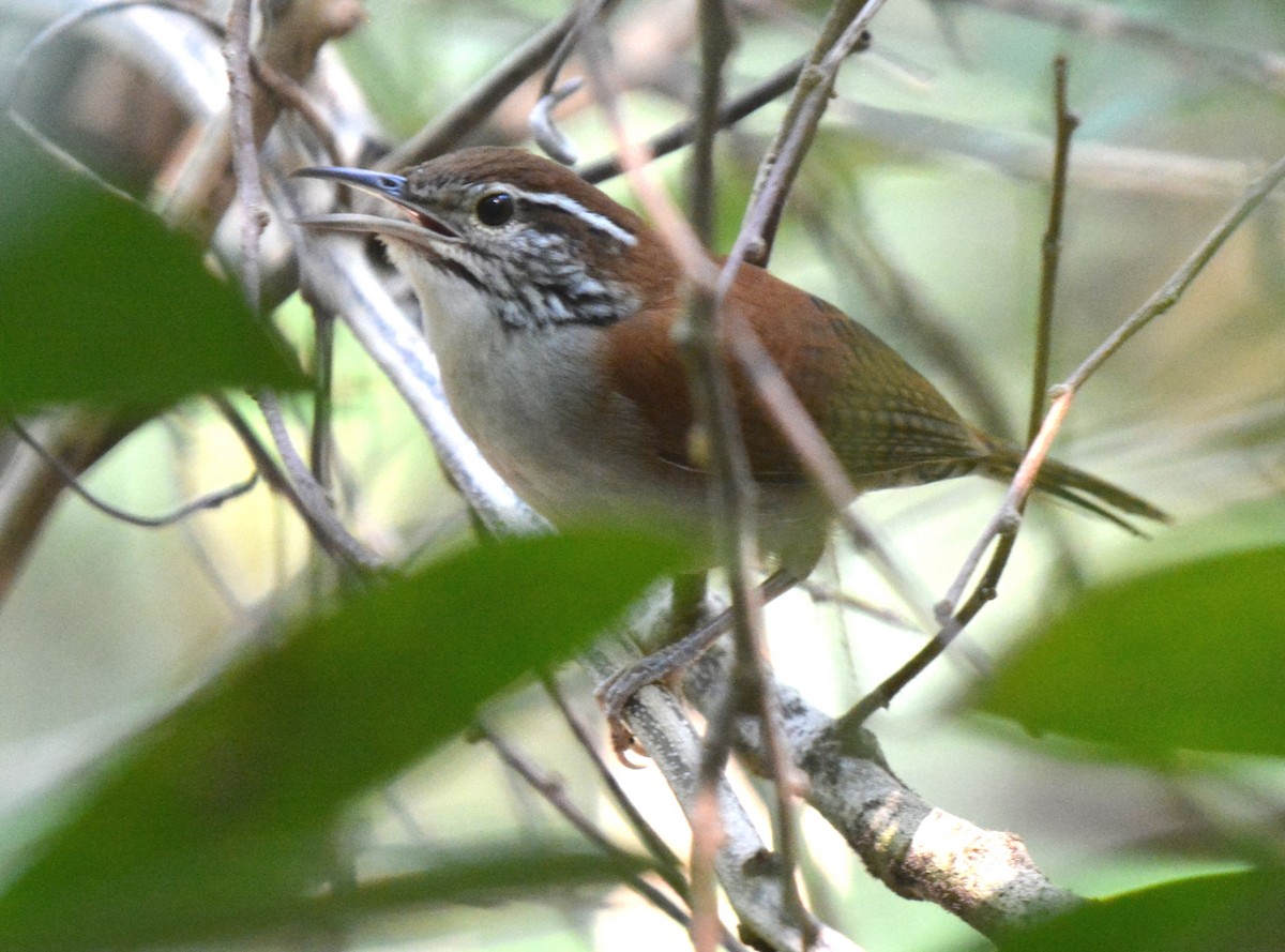 Rufous-and-white Wren - ML88819641