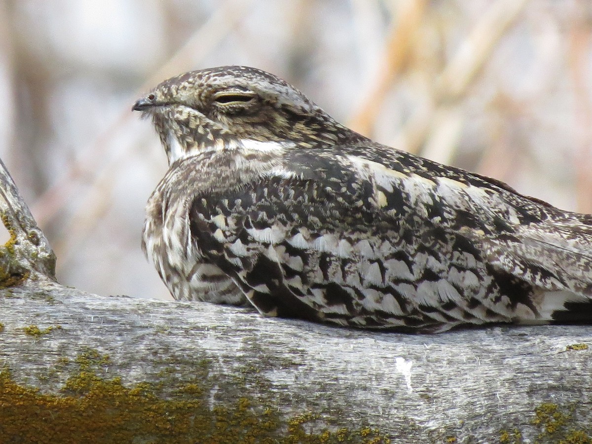 Common Nighthawk - Marya Moosman