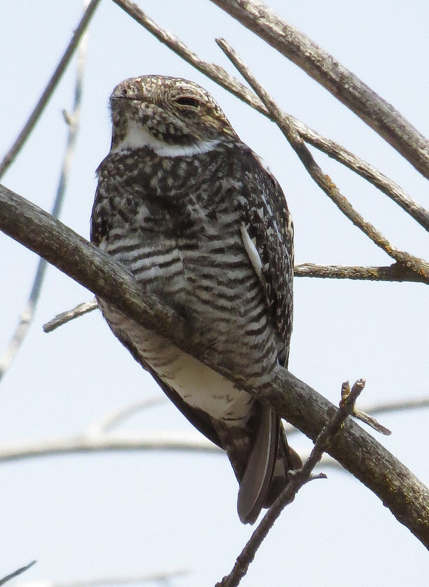 Common Nighthawk - Marya Moosman