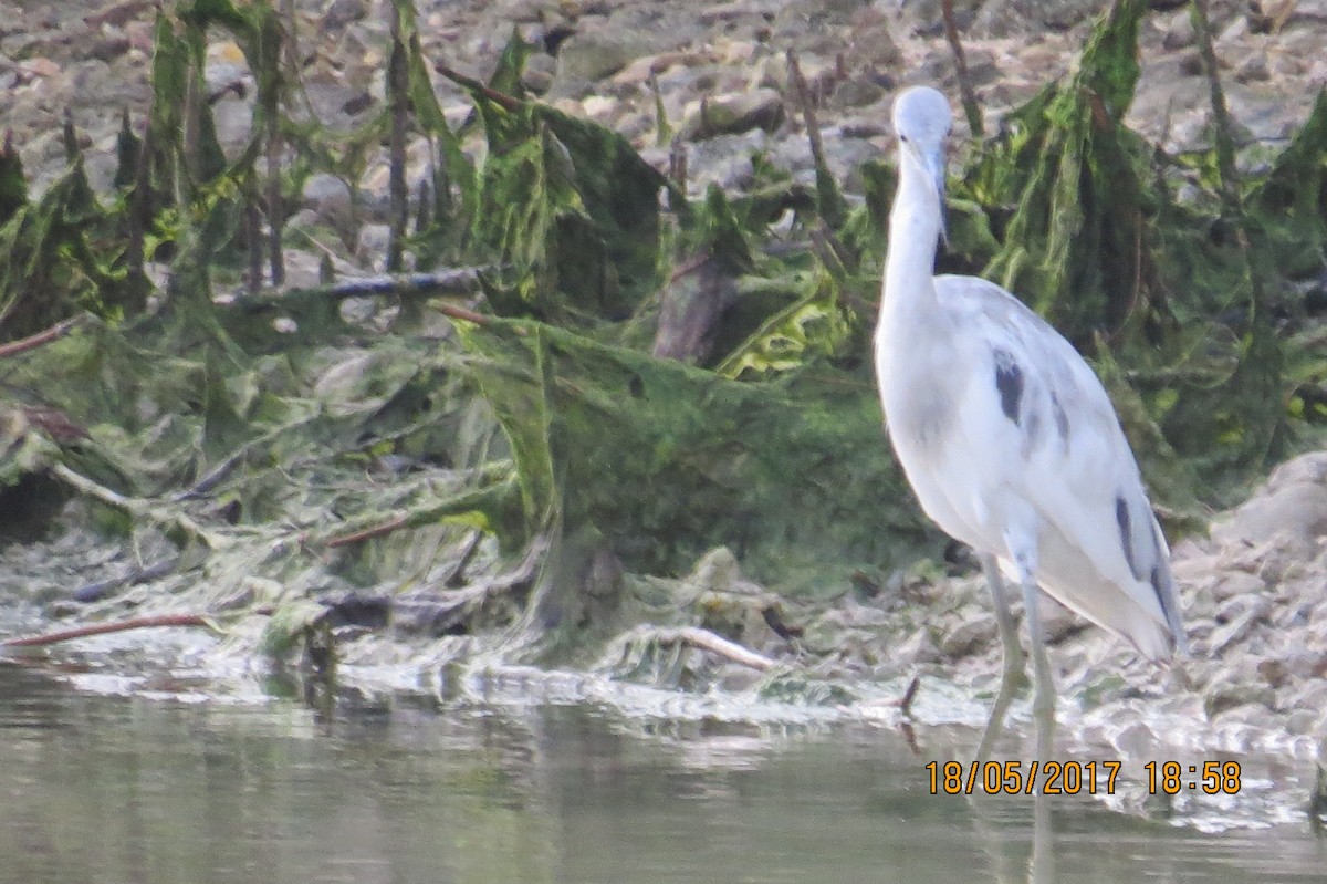 Aigrette bleue - ML88820661