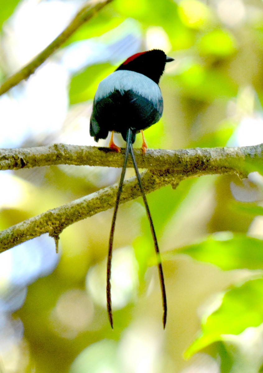 Long-tailed Manakin - ML88821201