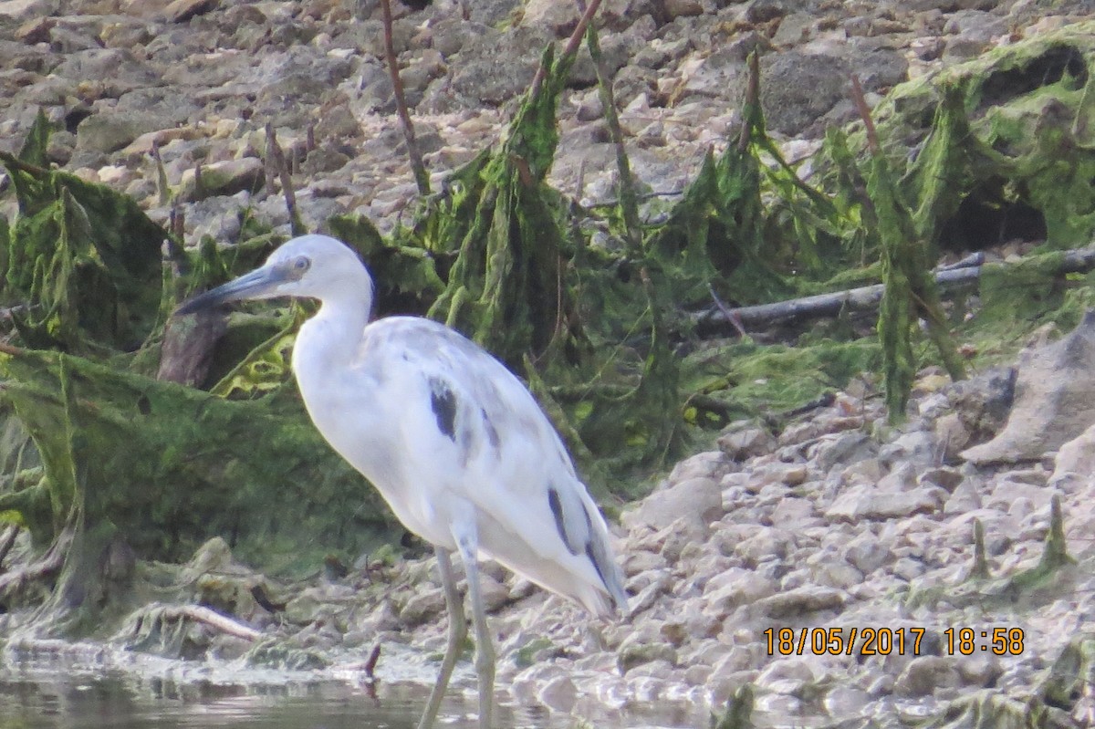 Little Blue Heron - ML88821321