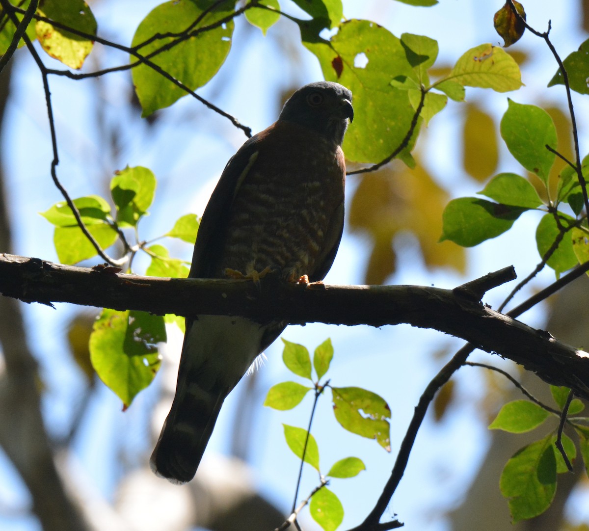 Double-toothed Kite - ML88821971