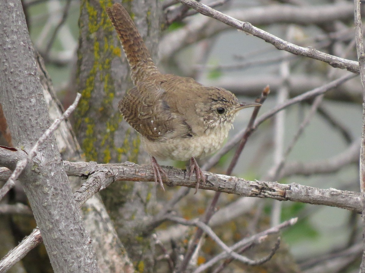 House Wren - ML88823451