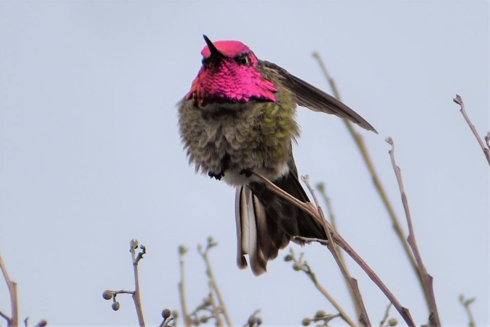 Anna's Hummingbird - ML88825101