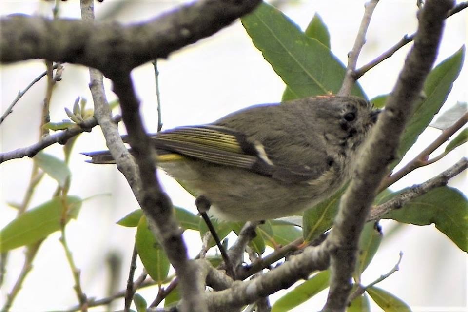 Ruby-crowned Kinglet - ML88825261