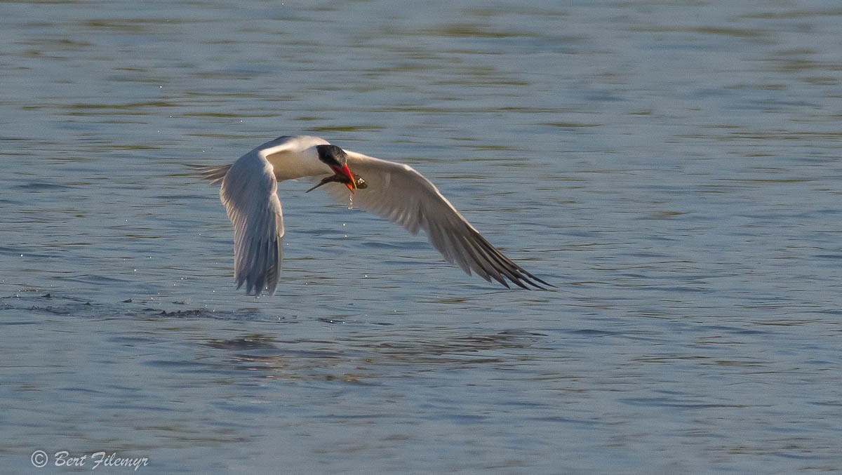 Caspian Tern - ML88825591