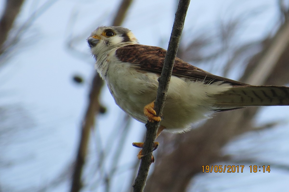 American Kestrel - ML88826011