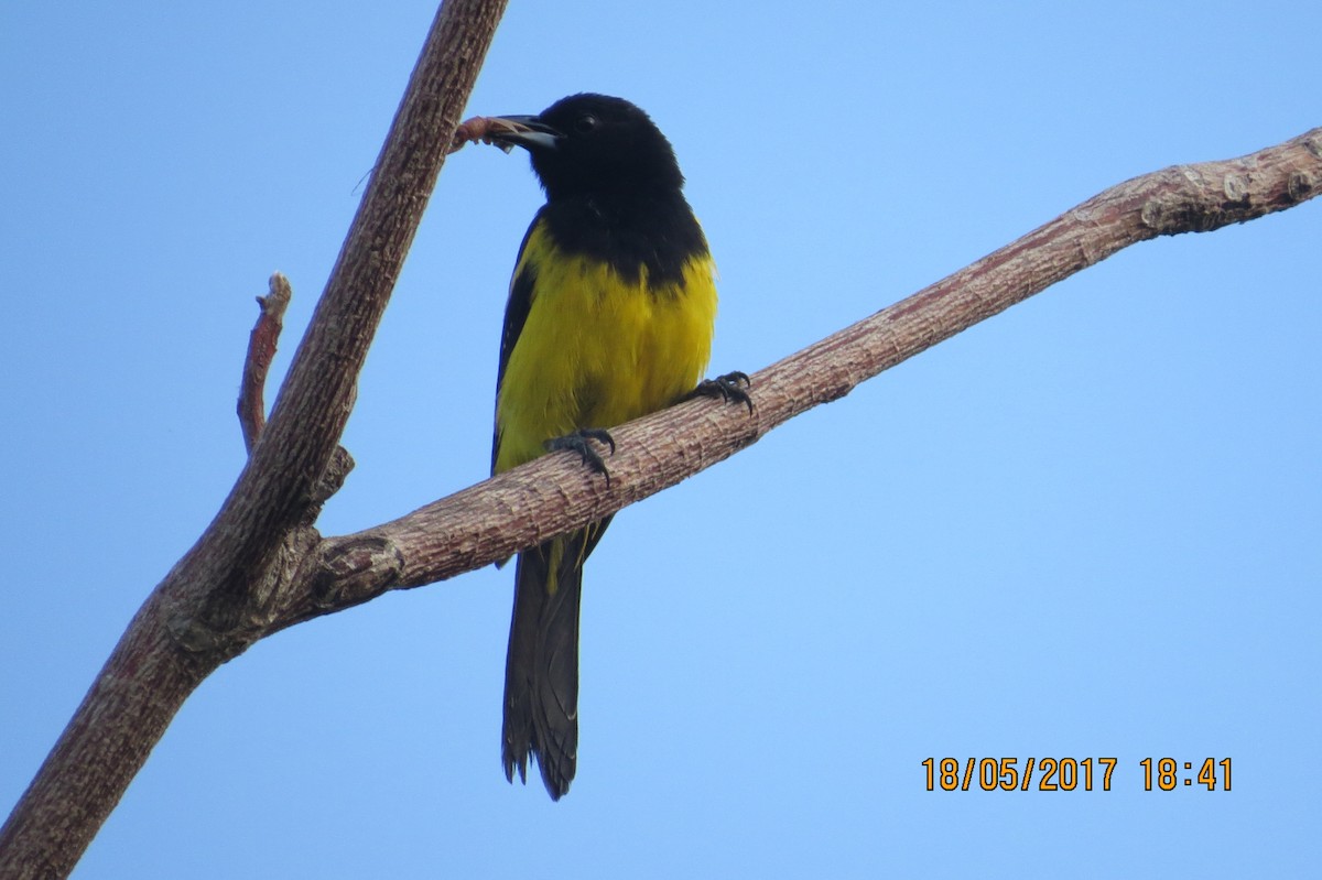 Oriole des Bahamas - ML88826391