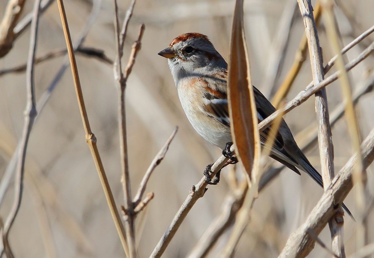 American Tree Sparrow - ML88826651