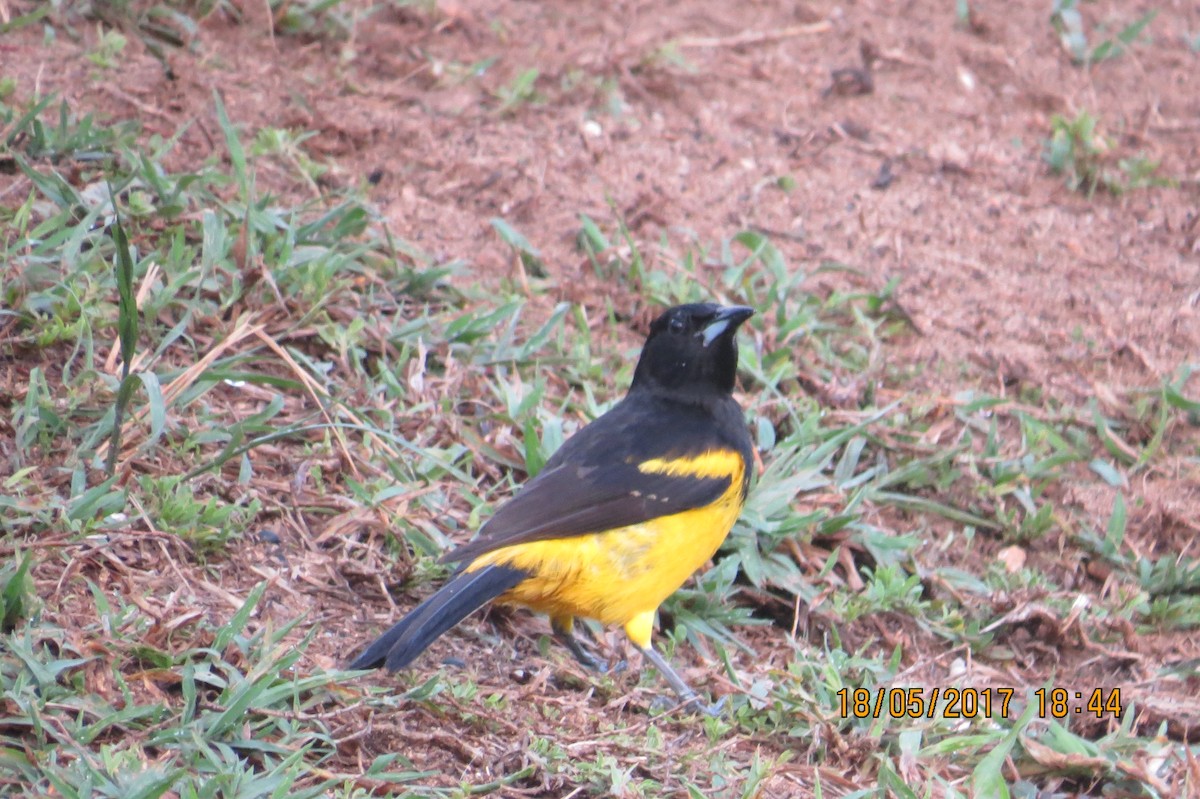 Bahama Oriole - ML88826831