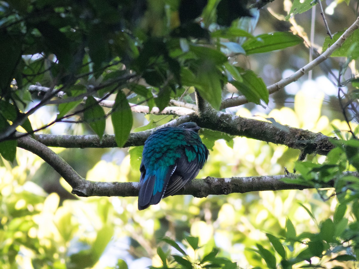 Resplendent Quetzal - ML88827491