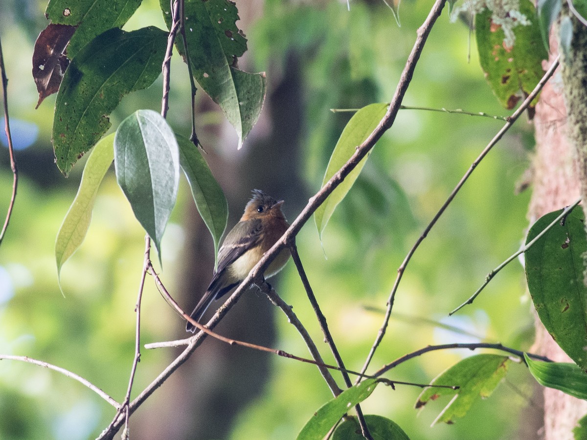 Tufted Flycatcher - ML88827651