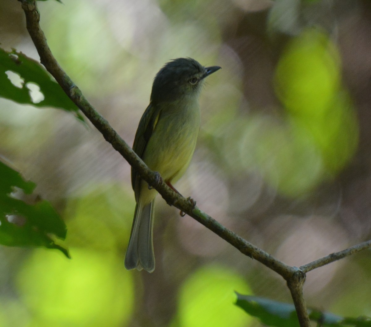 Greenish Elaenia - ML88827811