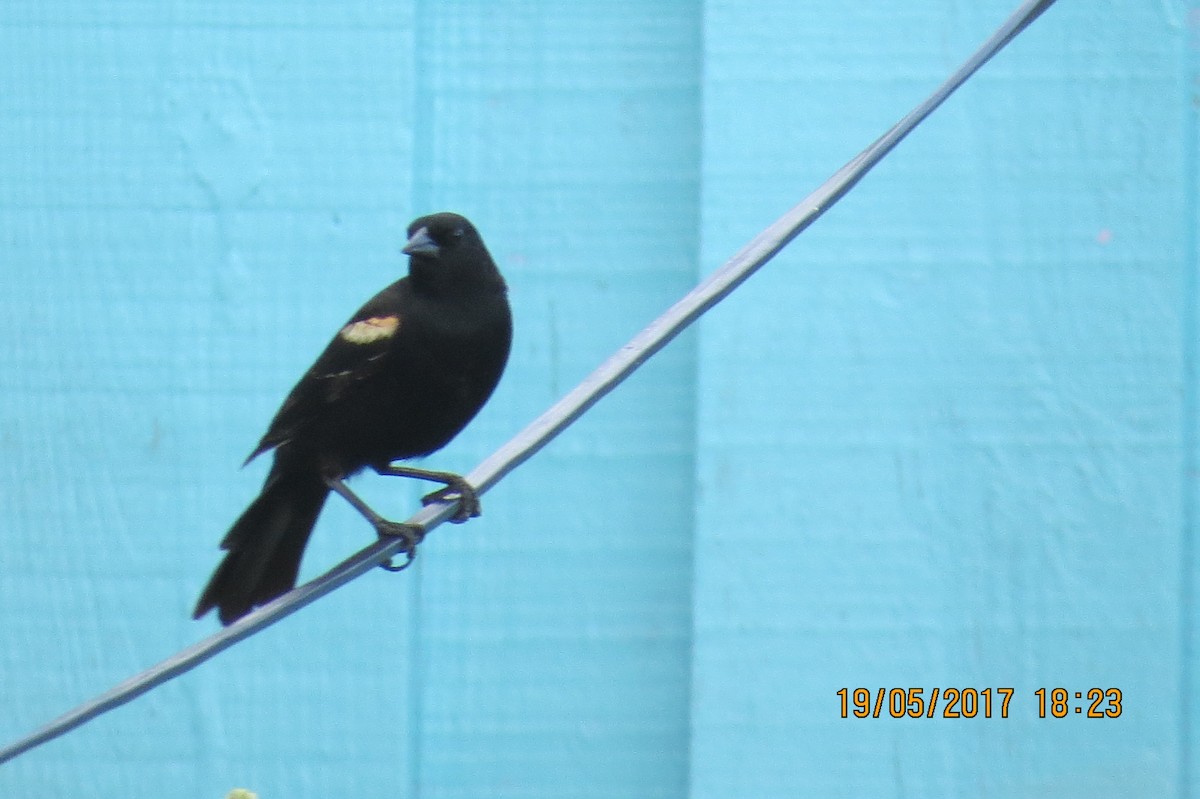 Red-winged Blackbird - ML88827871