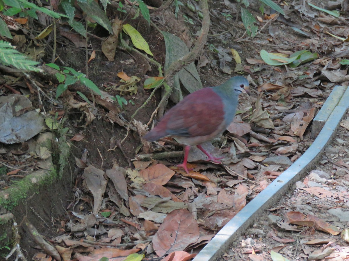 Buff-fronted Quail-Dove - ML88828521