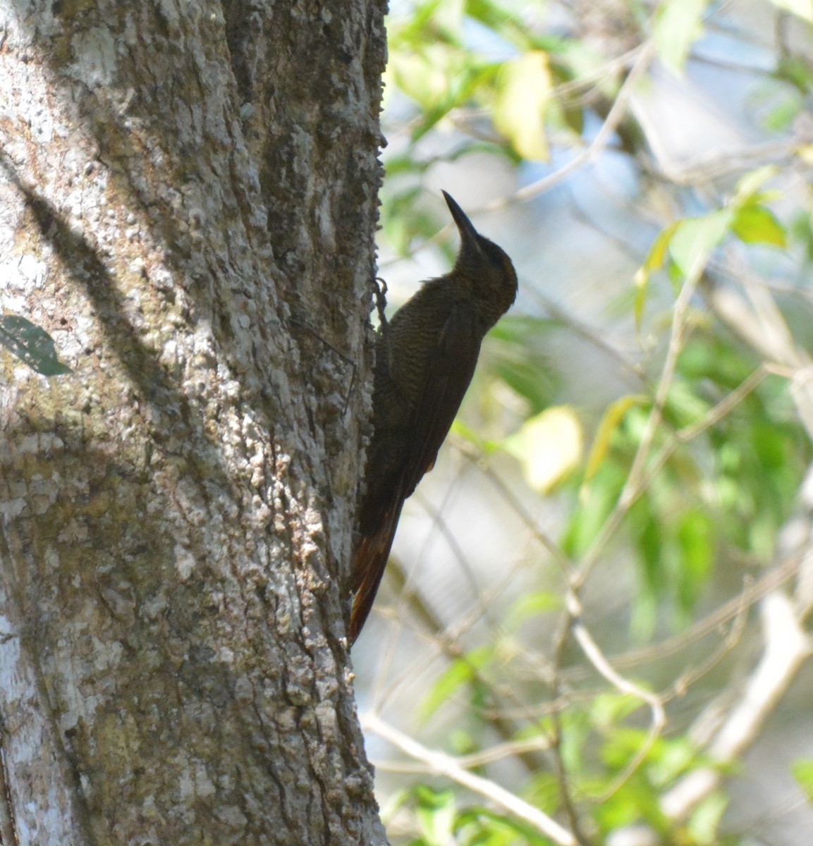 Northern Barred-Woodcreeper - ML88828591