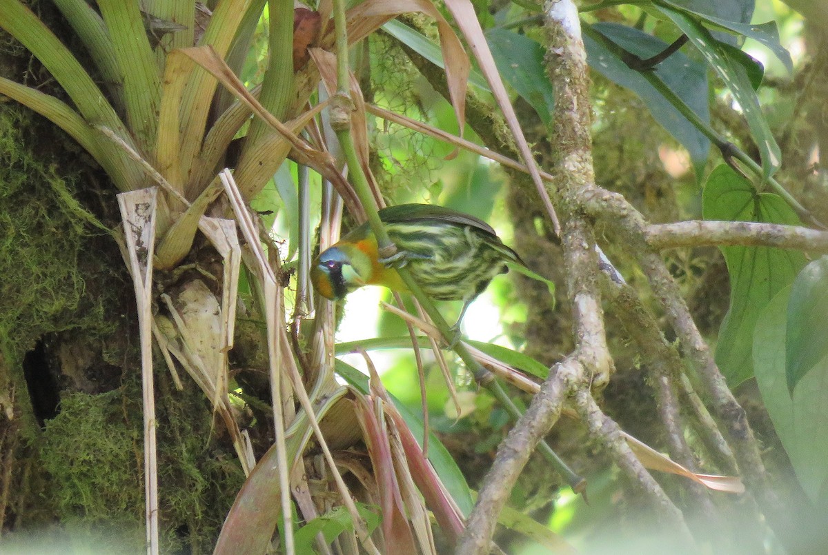 Red-headed Barbet - ML88828611