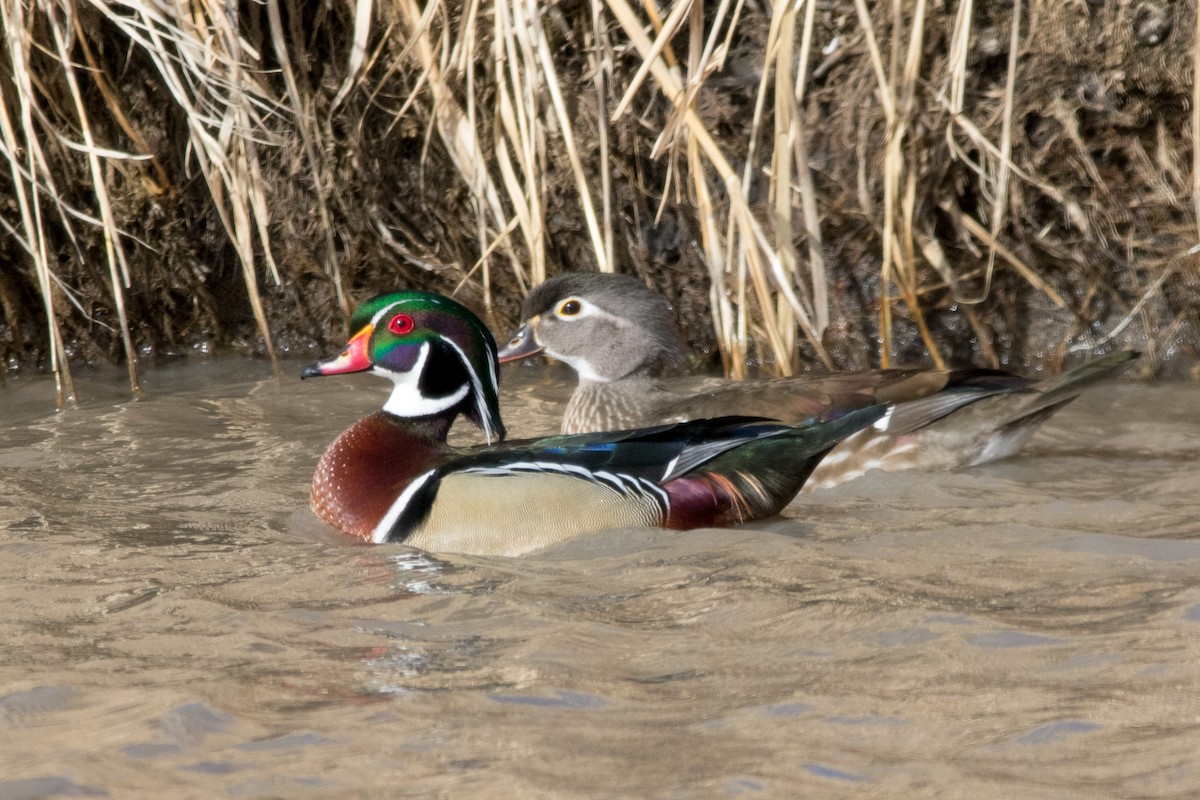 Wood Duck - ML88829191