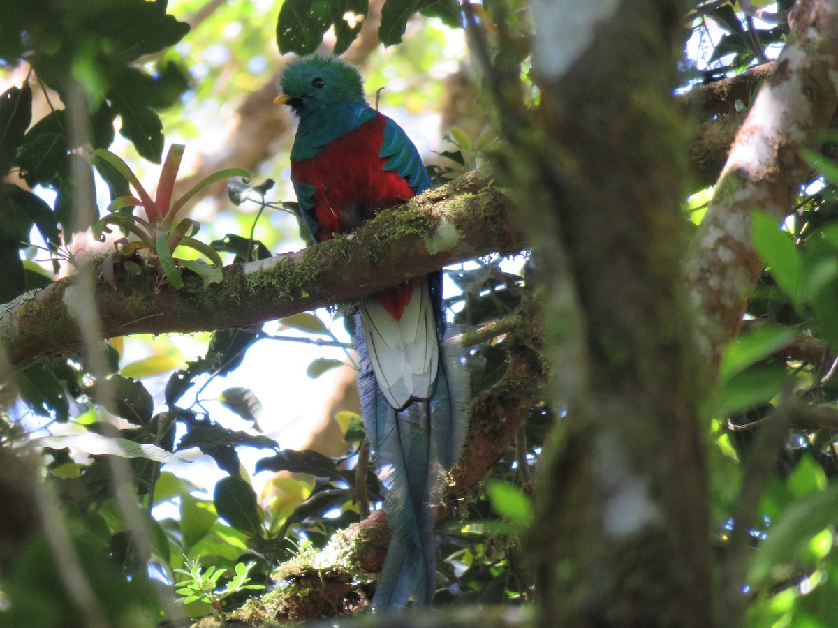 Resplendent Quetzal - ML88829731