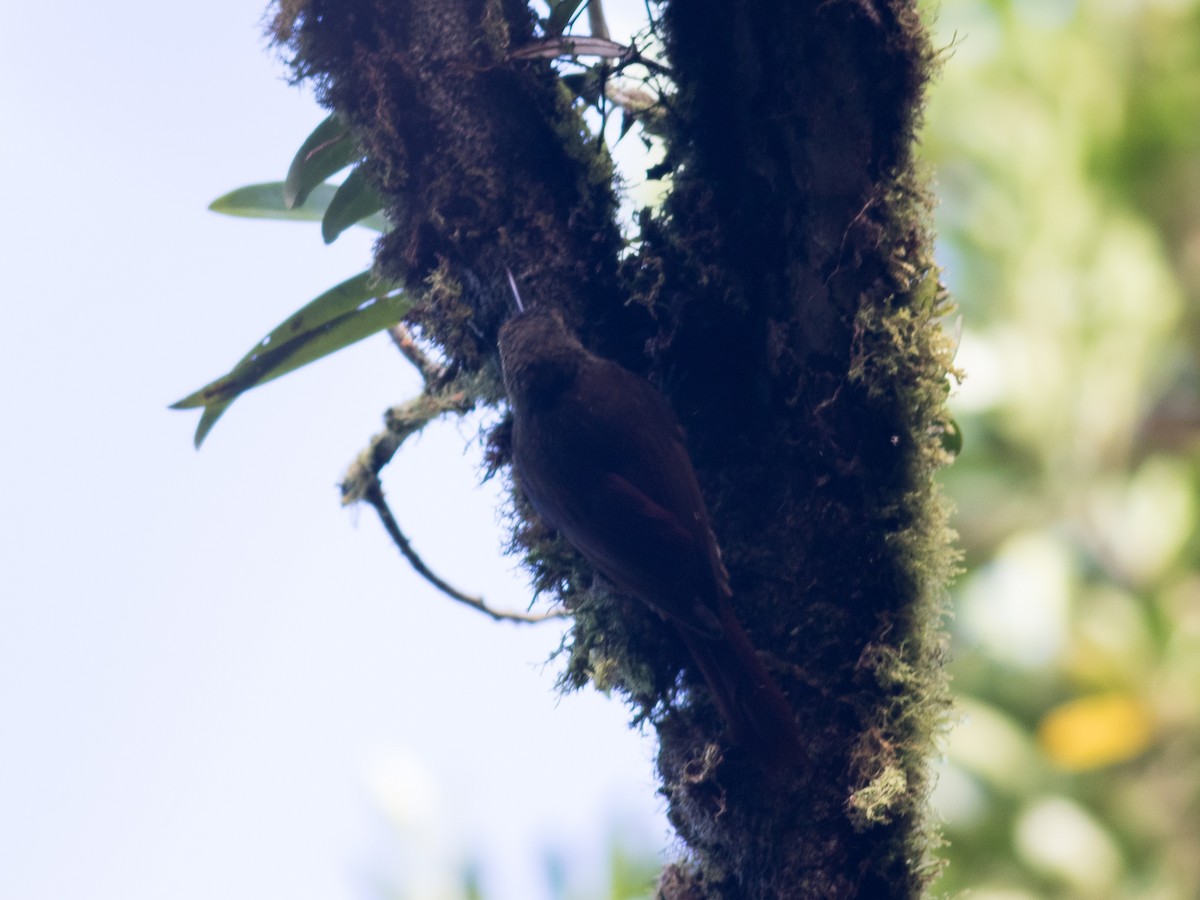 Spotted Woodcreeper - ML88829851