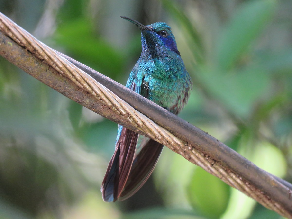 Lesser Violetear - ML88830271