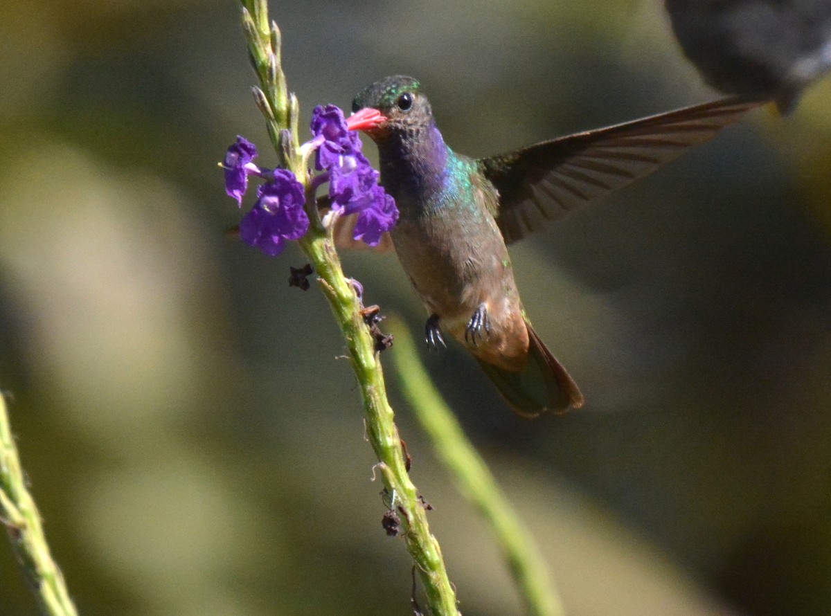 Colibri d'Élicia - ML88830471