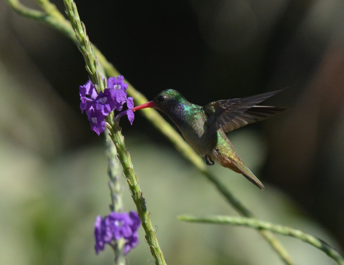 Colibri d'Élicia - ML88830701