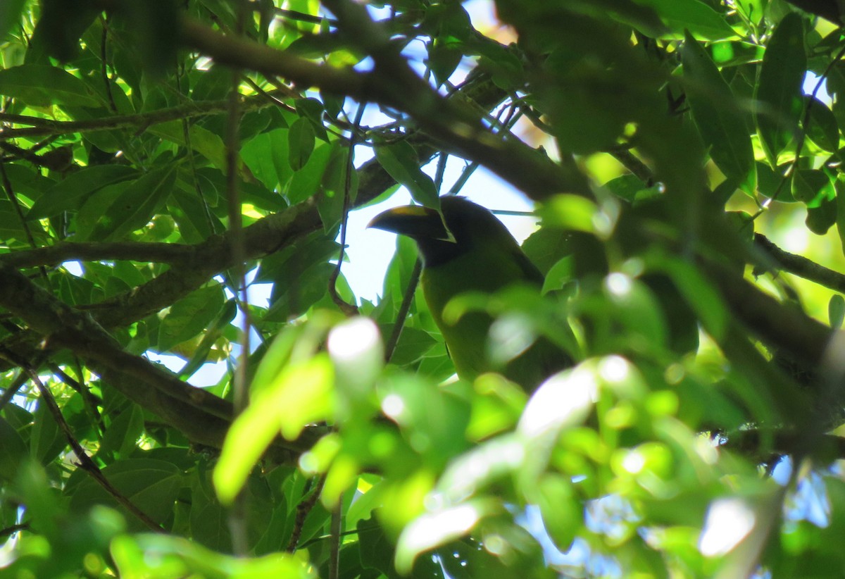 Northern Emerald-Toucanet - ML88830831